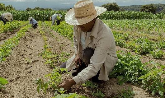 PROPOSTA DE PROJETO PÚBLICO DE IRRIGAÇÃO EM CARINHANHA