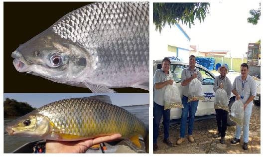 Luan do Povo solta 40.000 alevinos de curimatã e piau em barragens, riachos e rios Carinhanha e São Francisco