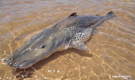 Ofício solicitando peixamento dos rios Carinhanha e São Francisco