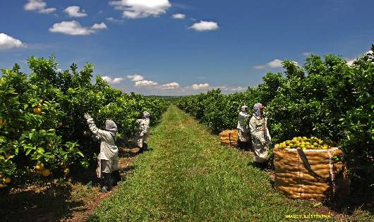 Plantação de 26 mil pés de laranja em Carinhanha deverá gerar emprego e renda no Município