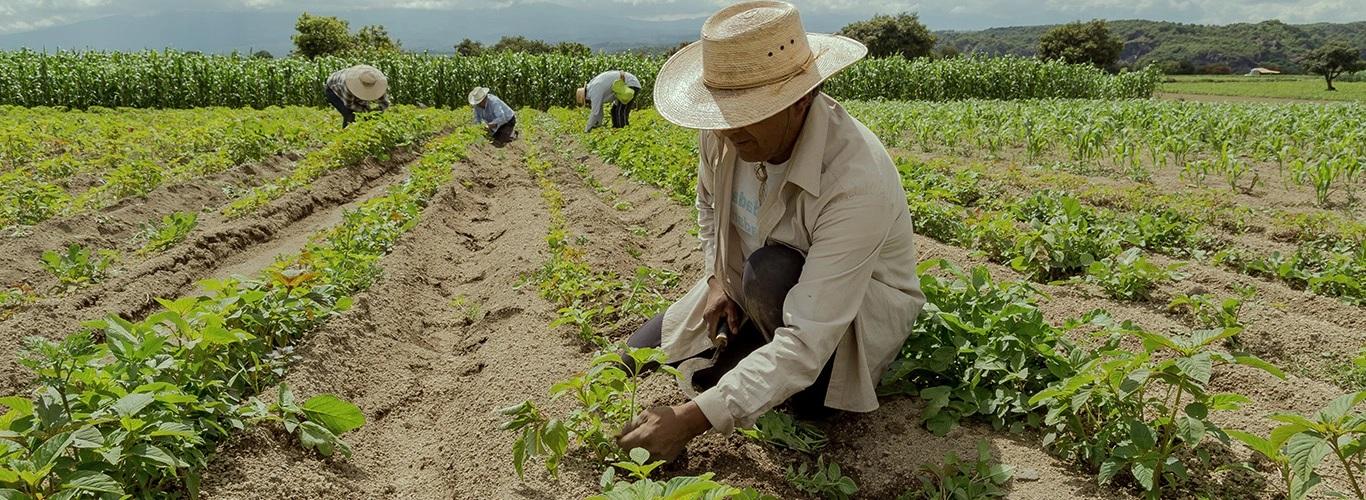 PROPOSTA DE PROJETO PÚBLICO DE IRRIGAÇÃO EM CARINHANHA
